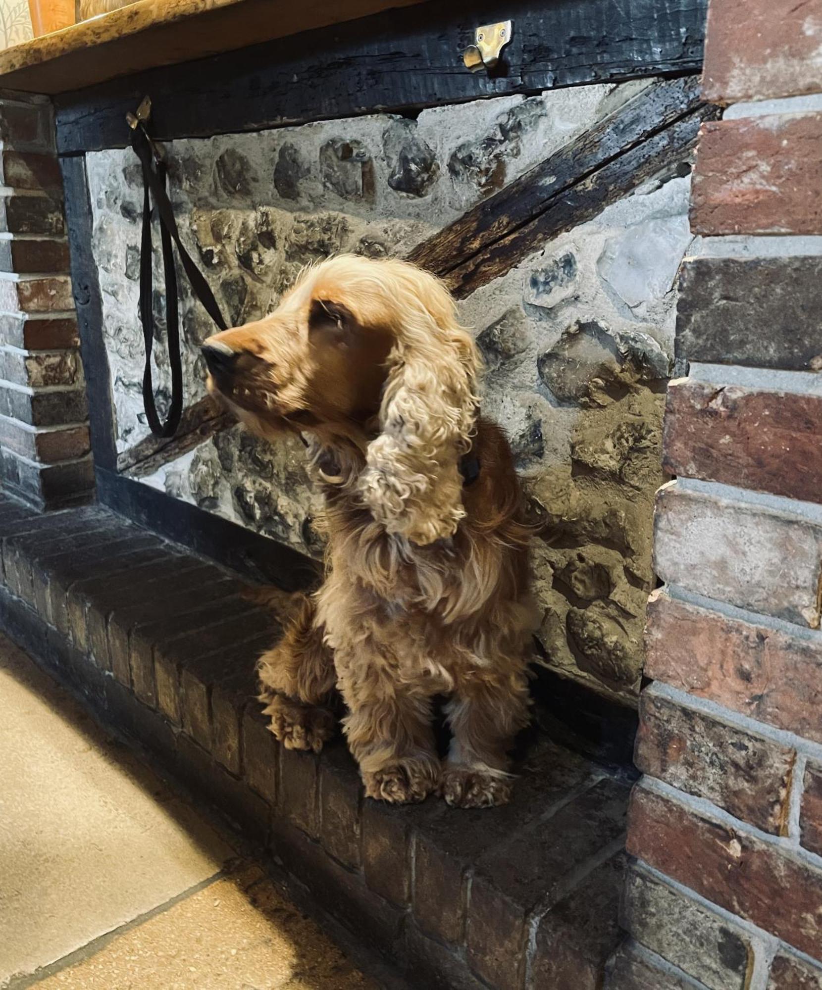 The Greyhound Inn Sydling St Nicholas Extérieur photo